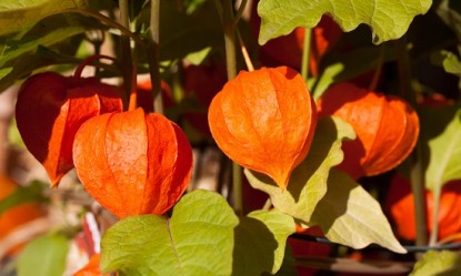 Ashwagandha: &Tau;&omicron; &nu;έ&omicron; &theta;&alpha;&upsilon;&mu;&alpha;&tau;&omicron;&upsilon;&rho;&gamma;ό superfood &pi;&omicron;&upsilon; &lambda;ί&gamma;&omicron;&iota; &gamma;&nu;&omega;&rho;ί&zeta;&omicron;&upsilon;&nu;!