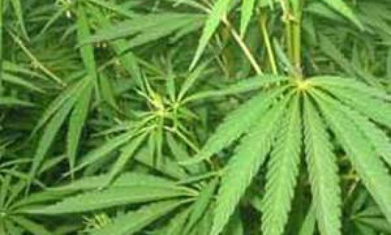 Χρήση κάνναβης και κατάθλιψη