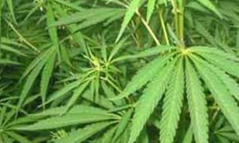 &Chi;&rho;ή&sigma;&eta; &kappa;ά&nu;&nu;&alpha;&beta;&eta;&sigmaf; &kappa;&alpha;&iota; &kappa;&alpha;&tau;ά&theta;&lambda;&iota;&psi;&eta;