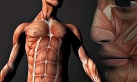 &Alpha;&upsilon;&tau;ό &epsilon;ί&nu;&alpha;&iota; &tau;&omicron; &mu;&omicron;&nu;&alpha;&delta;&iota;&kappa;ό ό&rho;&gamma;&alpha;&nu;&omicron; &tau;&omicron;&upsilon; &alpha;&nu;&theta;&rho;ώ&pi;&iota;&nu;&omicron;&upsilon; &sigma;ώ&mu;&alpha;&tau;&omicron;&sigmaf; &pi;&omicron;&upsilon; &delta;&epsilon;&nu; &alpha;&nu;&alpha;&pi;&lambda;ά&theta;&epsilon;&tau;&alpha;&iota;