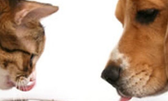 Διατροφή των κατοικίδιων ζώων