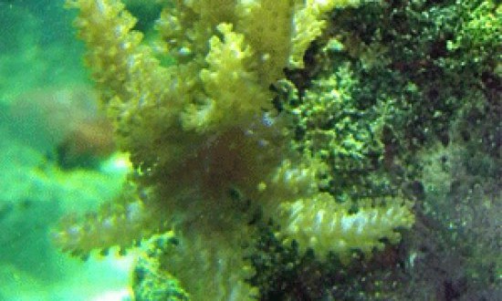Spirulina : &omicron; &pi;&rho;ά&sigma;&iota;&nu;&omicron;&sigmaf; &chi;&rho;&upsilon;&sigma;ό&sigmaf; &gamma;&iota;&alpha; &tau;&eta;&nu; &alpha;&nu;&tau;&omicron;&chi;ή ;