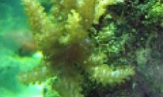 Spirulina : &omicron; &pi;&rho;ά&sigma;&iota;&nu;&omicron;&sigmaf; &chi;&rho;&upsilon;&sigma;ό&sigmaf; &gamma;&iota;&alpha; &tau;&eta;&nu; &alpha;&nu;&tau;&omicron;&chi;ή ;