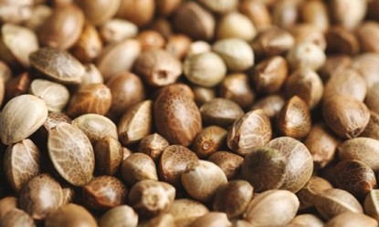 &Sigma;&pi;ό&rho;&omicron;&iota; &Kappa;ά&nu;&nu;&alpha;&beta;&eta;&sigmaf; - 10 facts &pi;&omicron;&upsilon; &theta;&alpha; &sigma;&epsilon; &epsilon;&nu;&tau;&upsilon;&pi;&omega;&sigma;&iota;ά&sigma;&omicron;&upsilon;&nu;