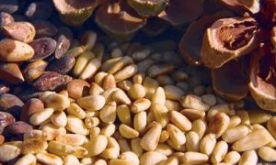 Κουκουνάρι: Απλά ένας καρπός υπερτροφή!