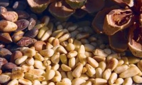 &Kappa;&omicron;&upsilon;&kappa;&omicron;&upsilon;&nu;ά&rho;&iota;: &Alpha;&pi;&lambda;ά έ&nu;&alpha;&sigmaf; &kappa;&alpha;&rho;&pi;ό&sigmaf; &upsilon;&pi;&epsilon;&rho;&tau;&rho;&omicron;&phi;ή!