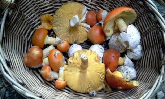 &Pi;&rho;&omicron;&sigma;&omicron;&chi;ή &sigma;&tau;&alpha; ά&gamma;&rho;&iota;&alpha; &mu;&alpha;&nu;&iota;&tau;ά&rho;&iota;&alpha;: &Pi;&omicron;&iota;&alpha; &mu;&pi;&omicron;&rho;&omicron;ύ&nu; &nu;&alpha; &gamma;ί&nu;&omicron;&upsilon;&nu; &theta;&alpha;&nu;&alpha;&tau;&eta;&phi;ό&rho;&alpha;