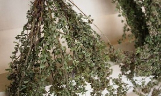 Το μυστικό που «κρύβει» η ρίγανη για την υγεία μας