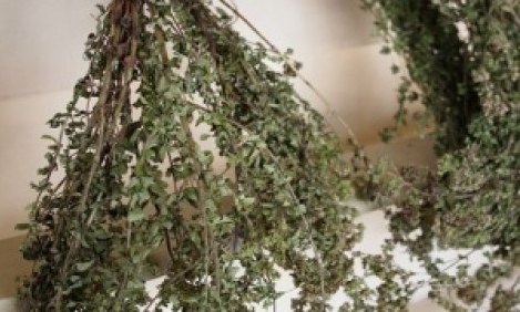 &Tau;&omicron; &mu;&upsilon;&sigma;&tau;&iota;&kappa;ό &pi;&omicron;&upsilon; &laquo;&kappa;&rho;ύ&beta;&epsilon;&iota;&raquo; &eta; &rho;ί&gamma;&alpha;&nu;&eta; &gamma;&iota;&alpha; &tau;&eta;&nu; &upsilon;&gamma;&epsilon;ί&alpha; &mu;&alpha;&sigmaf;