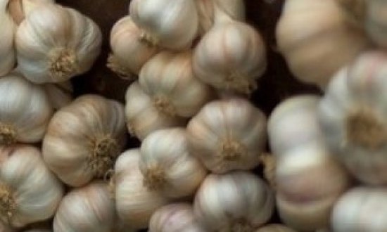 Το... παρεξηγημένο σκόρδο: Μάθετε τις ευεργετικές του ιδιότητες!