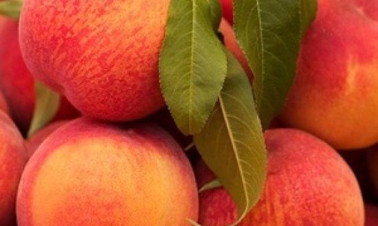 &Gamma;&iota;&alpha;&tau;ί &pi;&rho;έ&pi;&epsilon;&iota; &nu;&alpha; &beta;ά&lambda;&epsilon;&iota;&sigmaf; &tau;&omicron; &rho;&omicron;&delta;ά&kappa;&iota;&nu;&omicron; &sigma;&tau;&eta; &delta;&iota;&alpha;&tau;&rho;&omicron;&phi;ή &sigma;&omicron;&upsilon;!