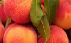 &Gamma;&iota;&alpha;&tau;ί &pi;&rho;έ&pi;&epsilon;&iota; &nu;&alpha; &beta;ά&lambda;&epsilon;&iota;&sigmaf; &tau;&omicron; &rho;&omicron;&delta;ά&kappa;&iota;&nu;&omicron; &sigma;&tau;&eta; &delta;&iota;&alpha;&tau;&rho;&omicron;&phi;ή &sigma;&omicron;&upsilon;!