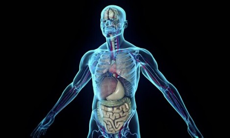 Το νέο άγνωστο όργανο που ανακαλύφθηκε στο ανθρώπινο σώμα