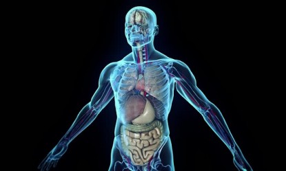 &Tau;&omicron; &nu;έ&omicron; ά&gamma;&nu;&omega;&sigma;&tau;&omicron; ό&rho;&gamma;&alpha;&nu;&omicron; &pi;&omicron;&upsilon; &alpha;&nu;&alpha;&kappa;&alpha;&lambda;ύ&phi;&theta;&eta;&kappa;&epsilon; &sigma;&tau;&omicron; &alpha;&nu;&theta;&rho;ώ&pi;&iota;&nu;&omicron; &sigma;ώ&mu;&alpha;