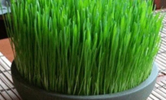 &Sigma;&iota;&tau;&alpha;&rho;ό&chi;&omicron;&rho;&tau;&omicron; "&eta; &alpha;&mu;&beta;&rho;&omicron;&sigma;ί&alpha; &tau;&omega;&nu; &theta;&epsilon;ώ&nu;" : &eta; ά&gamma;&nu;&omega;&sigma;&tau;&eta; &upsilon;&pi;&epsilon;&rho;&tau;&rho;&omicron;&phi;ή &tau;&eta;&sigmaf; &alpha;&rho;&chi;&alpha;&iota;ό&tau;&eta;&tau;&alpha;&sigmaf; !!!