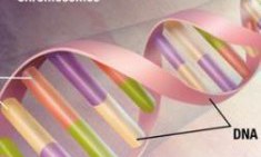 &Eta; &Lambda;&epsilon;&upsilon;&kappa;ί&nu;&eta; &epsilon;&mu;&pi;&omicron;&delta;ί&zeta;&epsilon;&iota; &tau;&eta;&nu; &alpha;&pi;ώ&lambda;&epsilon;&iota;&alpha; &mu;&upsilon;ϊ&kappa;&omicron;ύ &Iota;&sigma;&tau;&omicron;ύ &pi;&omicron;&upsilon; &epsilon;&pi;έ&rho;&chi;&epsilon;&tau;&alpha;&iota; &mu;&epsilon; &tau;&eta; &gamma;ή&rho;&alpha;&nu;&sigma;&eta;