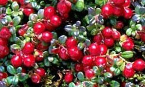 &Eta; &Beta;&alpha;&lambda;&alpha;&nu;&omicron;&kappa;&epsilon;&tau;ό&nu;&eta; &delta;&epsilon;&nu; &epsilon;&pi;&eta;&rho;έ&alpha;&zeta;&epsilon;&iota; &iota;&delta;&iota;&alpha;ί&tau;&epsilon;&rho;&alpha; &tau;&eta;&nu; &alpha;&pi;ό&delta;&omicron;&sigma;&eta; &kappa;&alpha;&tau;ά &tau;&eta;&nu; ά&sigma;&kappa;&eta;&sigma;&eta;