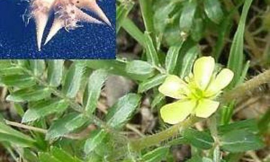 Tribulus: Αυξάνει την τεστοστερόνη του Γιώργου Τρυπίλα