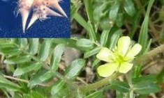 Tribulus: &Alpha;&upsilon;&xi;ά&nu;&epsilon;&iota; &tau;&eta;&nu; &tau;&epsilon;&sigma;&tau;&omicron;&sigma;&tau;&epsilon;&rho;ό&nu;&eta; &tau;&omicron;&upsilon; &Gamma;&iota;ώ&rho;&gamma;&omicron;&upsilon; &Tau;&rho;&upsilon;&pi;ί&lambda;&alpha;