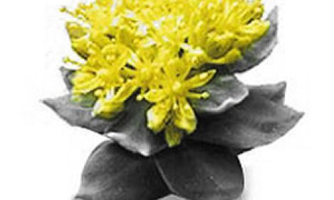 &Mu;&epsilon;ί&omega;&sigma;&eta; &tau;&eta;&sigmaf; &kappa;&omicron;ύ&rho;&alpha;&sigma;&eta;&sigmaf; &mu;&epsilon; &tau;&omicron; &theta;&alpha;ύ&mu;&alpha; &tau;&eta;&sigmaf; &phi;ύ&sigma;&eta;&sigmaf; &chi;&rho;&upsilon;&sigma;ή &rho;ί&zeta;&alpha;-&Gamma;&iota;&alpha;&tau;ί &omicron;&iota; &alpha;&rho;&chi;&alpha;ί&omicron;&iota; Έ&lambda;&lambda;&eta;&nu;&epsilon;&sigmaf; &kappa;ά&tau;&iota; ή&xi;&epsilon;&rho;&alpha;&nu; !!!