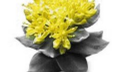 &Mu;&epsilon;ί&omega;&sigma;&eta; &tau;&eta;&sigmaf; &kappa;&omicron;ύ&rho;&alpha;&sigma;&eta;&sigmaf; &mu;&epsilon; &tau;&omicron; &theta;&alpha;ύ&mu;&alpha; &tau;&eta;&sigmaf; &phi;ύ&sigma;&eta;&sigmaf; &chi;&rho;&upsilon;&sigma;ή &rho;ί&zeta;&alpha;-&Gamma;&iota;&alpha;&tau;ί &omicron;&iota; &alpha;&rho;&chi;&alpha;ί&omicron;&iota; Έ&lambda;&lambda;&eta;&nu;&epsilon;&sigmaf; &kappa;ά&tau;&iota; ή&xi;&epsilon;&rho;&alpha;&nu; !!!