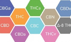 &Gamma;&nu;ώ&rho;&iota;&sigma;&epsilon; &sigma;ή&mu;&epsilon;&rho;&alpha; &tau;&alpha; &beta;&alpha;&sigma;&iota;&kappa;ά &kappa;&alpha;&nu;&nu;&alpha;&beta;&iota;&nu;&omicron;&epsilon;&iota;&delta;ή &kappa;&alpha;&iota; &tau;&iota;&sigmaf; &iota;&delta;&iota;ό&tau;&eta;&tau;έ&sigmaf; &tau;&omicron;&upsilon;&sigmaf;