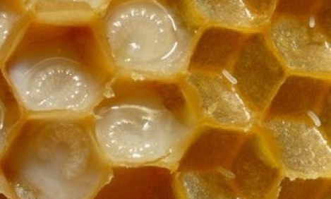 &Tau;&alpha; 7 &omicron;&phi;έ&lambda;&eta; &tau;&omicron;&upsilon; &beta;&alpha;&sigma;&iota;&lambda;&iota;&kappa;&omicron;ύ &pi;&omicron;&lambda;&tau;&omicron;ύ