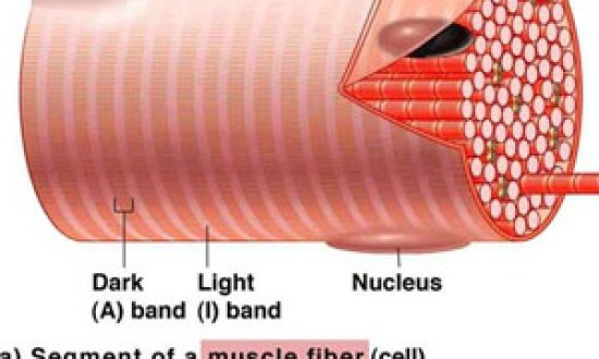 Μυϊκές ίνες: Η σημασία στην απόδοση και οι διαφορές τους