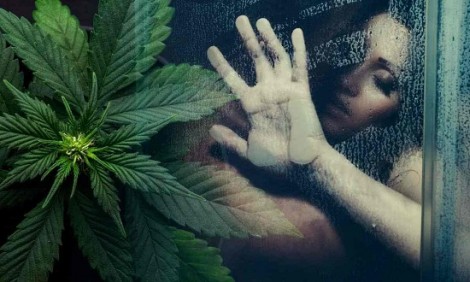 &Eta; &kappa;ά&nu;&nu;&alpha;&beta;&eta; &omega;&sigmaf; &sigma;&epsilon;&xi;&omicron;&upsilon;&alpha;&lambda;&iota;&kappa;ό &upsilon;&pi;&omicron;&beta;&omicron;ή&theta;&eta;&mu;&alpha;