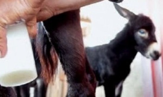 &Tau;&omicron; &gamma;ά&lambda;&alpha; &gamma;&alpha;ϊ&delta;ά&rho;&alpha;&sigmaf; &sigma;&tau;&eta; &delta;&iota;&alpha;&tau;&rho;&omicron;&phi;ή &mu;&alpha;&sigmaf;!