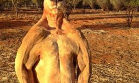 &Alpha;&Pi;&Iota;&Sigma;&Tau;&Epsilon;&Upsilon;&Tau;&Omicron;: &Kappa;&alpha;&gamma;&kappa;&omicron;&upsilon;&rho;ό... &tau;&omicron;ύ&mu;&pi;&alpha;&nu;&omicron; &pi;&rho;&omicron;&kappa;&alpha;&lambda;&epsilon;ί &tau;&rho;ό&mu;&omicron;! (photos)