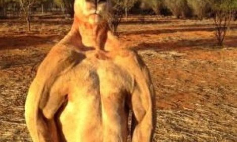 &Alpha;&Pi;&Iota;&Sigma;&Tau;&Epsilon;&Upsilon;&Tau;&Omicron;: &Kappa;&alpha;&gamma;&kappa;&omicron;&upsilon;&rho;ό... &tau;&omicron;ύ&mu;&pi;&alpha;&nu;&omicron; &pi;&rho;&omicron;&kappa;&alpha;&lambda;&epsilon;ί &tau;&rho;ό&mu;&omicron;! (photos)