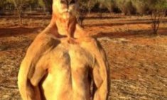 &Alpha;&Pi;&Iota;&Sigma;&Tau;&Epsilon;&Upsilon;&Tau;&Omicron;: &Kappa;&alpha;&gamma;&kappa;&omicron;&upsilon;&rho;ό... &tau;&omicron;ύ&mu;&pi;&alpha;&nu;&omicron; &pi;&rho;&omicron;&kappa;&alpha;&lambda;&epsilon;ί &tau;&rho;ό&mu;&omicron;! (photos)