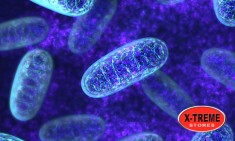 &Mu;&iota;&tau;&omicron;&chi;ό&nu;&delta;&rho;&iota;&alpha; &amp; &Kappa;&rho;&epsilon;&alpha;&tau;ί&nu;&eta; by X-TREME Stores