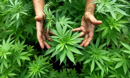 &Kappa;ά&nu;&nu;&alpha;&beta;&eta;: &Pi;&omicron;&iota;&epsilon;&sigmaf; &epsilon;ί&nu;&alpha;&iota; &omicron;&iota; &pi;&alpha;&rho;&epsilon;&nu;έ&rho;&gamma;&epsilon;&iota;&epsilon;&sigmaf; &kappa;&alpha;&iota; &omicron;&iota; &iota;&alpha;&tau;&rho;&iota;&kappa;έ&sigmaf; &chi;&rho;ή&sigma;&epsilon;&iota;&sigmaf; &tau;&eta;&sigmaf;