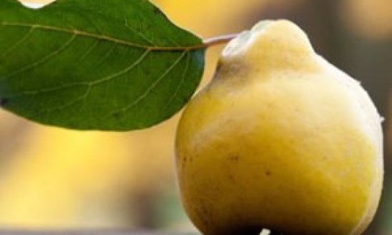 Ένα... κυδώνι την ημέρα τον γιατρό τον κάνει πέρα!