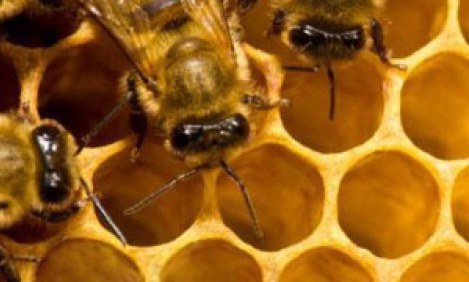 &Mu;&epsilon;&lambda;&iota;&sigma;&sigma;&omicron;&theta;&epsilon;&rho;&alpha;&pi;&epsilon;ί&alpha; &kappa;&alpha;&iota; &gamma;&iota;&alpha; &alpha;&theta;&lambda;&eta;&tau;έ&sigmaf;