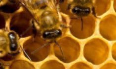 &Mu;&epsilon;&lambda;&iota;&sigma;&sigma;&omicron;&theta;&epsilon;&rho;&alpha;&pi;&epsilon;ί&alpha; &kappa;&alpha;&iota; &gamma;&iota;&alpha; &alpha;&theta;&lambda;&eta;&tau;έ&sigmaf;